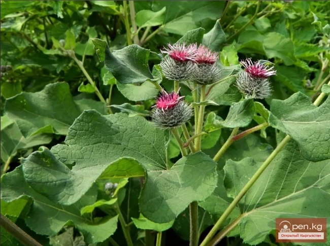 Инулиноносные растения Кыргызстана