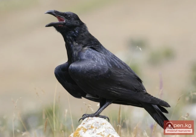 Ворон - карга