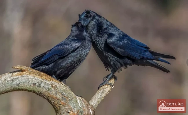 Ворон - карга