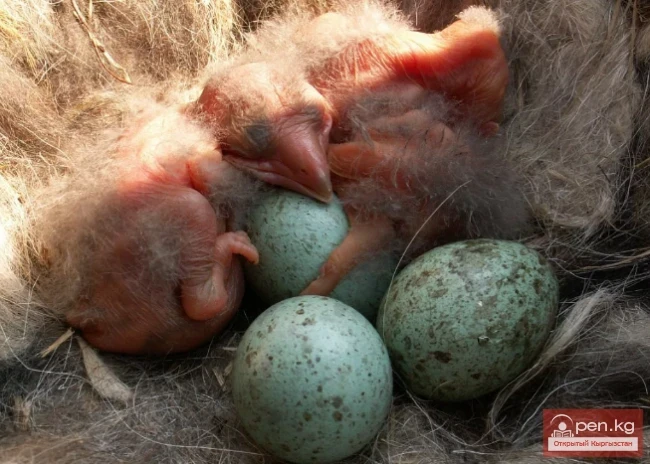 Ворон - карга