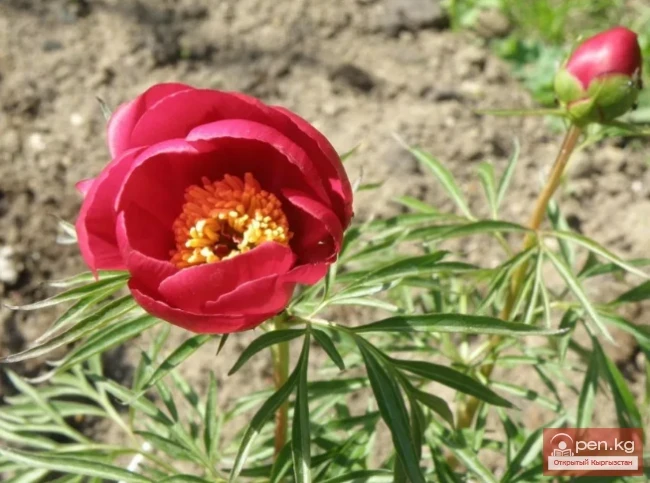 Крахмалоносные растения Кыргызстана 