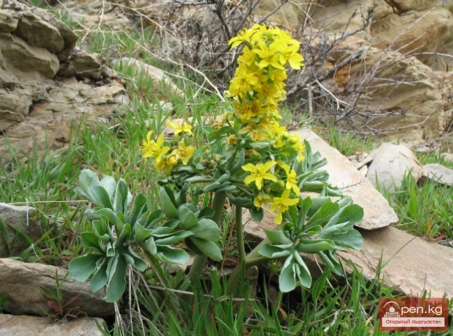 Крахмалоносные растения Кыргызстана 
