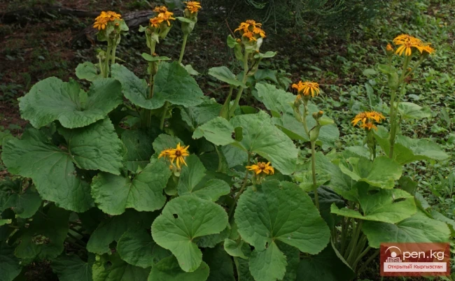 Крахмалды өсүмдүктөр Кыргызстанда