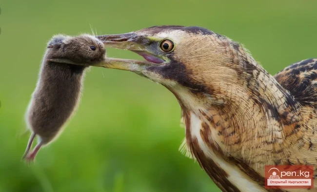 Выпь - кирпи