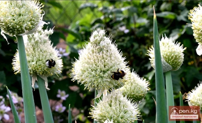 Кыргызстандын бал берчү өсүмдүктөрү
