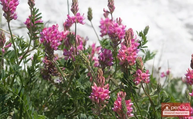 Кыргызстандын бал берчү өсүмдүктөрү