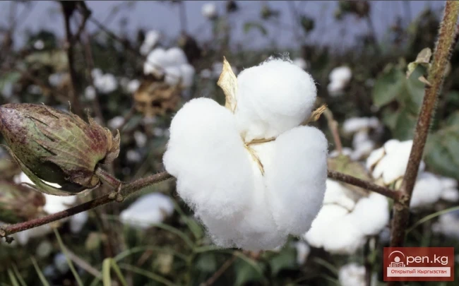 Кыргызстандын бал берчү өсүмдүктөрү