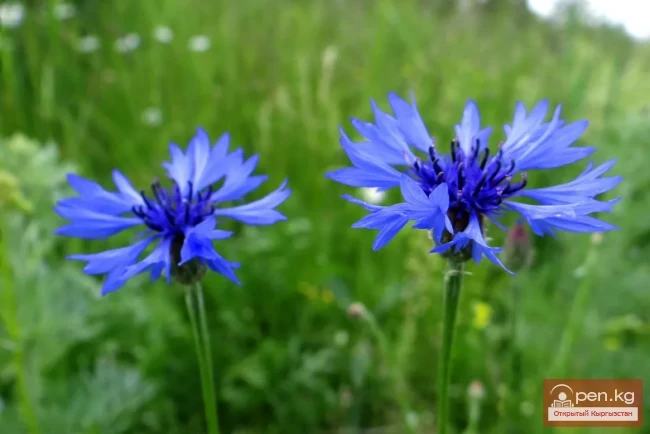 Кыргызстандын бал берчү өсүмдүктөрү