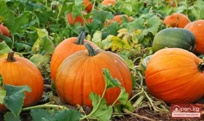 Бахчевые медоносы Кыргызстана