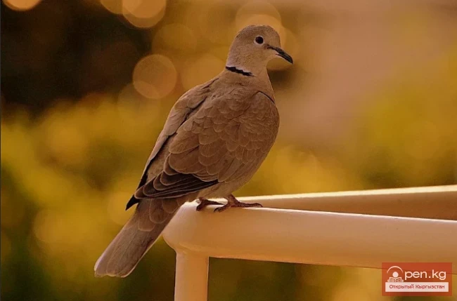 Горлица кольчатая - тизилген бактек