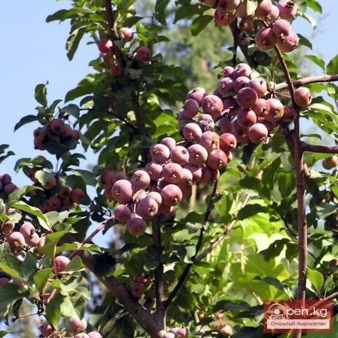 Медоносы лесов, лугов и зарослей кустарников Кыргызстана. Часть-1