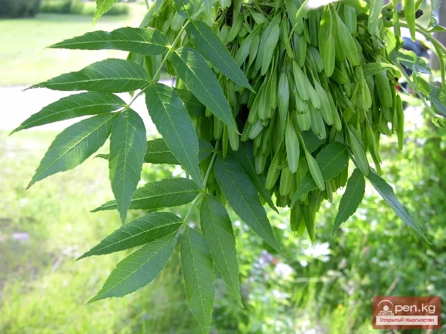 Decorative honey plants and perganos of Kyrgyzstan.