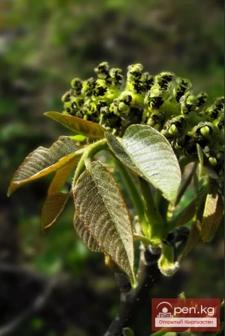 Decorative honey plants and perganos of Kyrgyzstan.