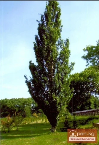Decorative honey plants and perganos of Kyrgyzstan.