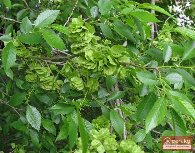 Decorative honey plants and perganos of Kyrgyzstan.