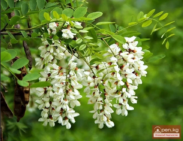 Decorative honey plants and perganos of Kyrgyzstan.
