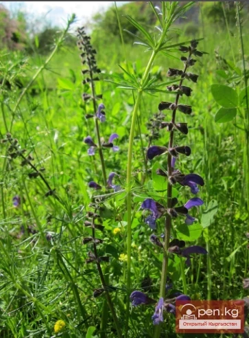 Медоносы лесов, лугов и зарослей кустарников Кыргызстана. Часть-2