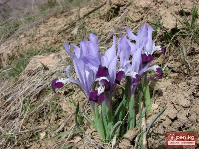 Кыргызстандын чөлдөрүнүн, жарым чөлдөрүнүн жана талааларынын медонос жана перганос өсүмдүктөрү