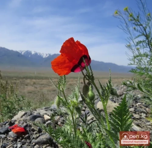 Кыргызстандын чөлдөрүнүн, жарым чөлдөрүнүн жана талааларынын медонос жана перганос өсүмдүктөрү