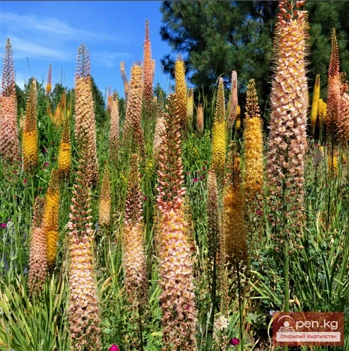 Кыргызстандын чөлдөрүнүн, жарым чөлдөрүнүн жана талааларынын медонос жана перганос өсүмдүктөрү