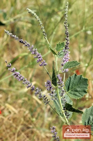 Кыргызстандын чөлдөрүнүн, жарым чөлдөрүнүн жана талааларынын медонос жана перганос өсүмдүктөрү