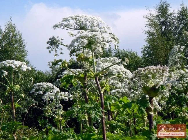 Фитонциддерди чыгарган өсүмдүктөр Кыргызстанда