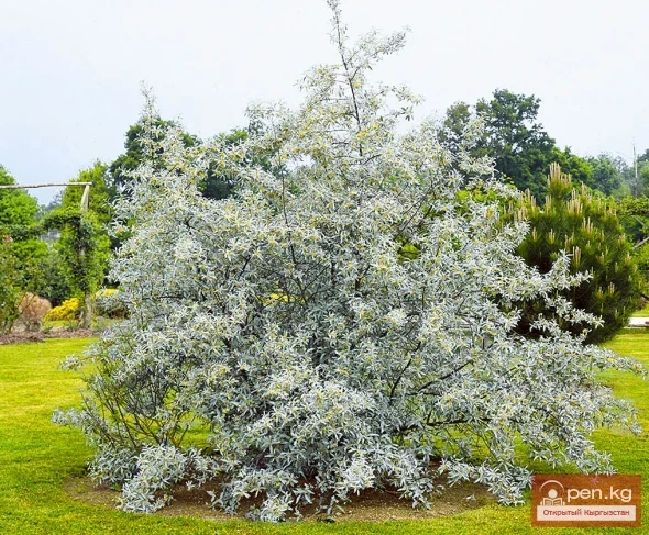 Фитонциддерди чыгарган өсүмдүктөр Кыргызстанда