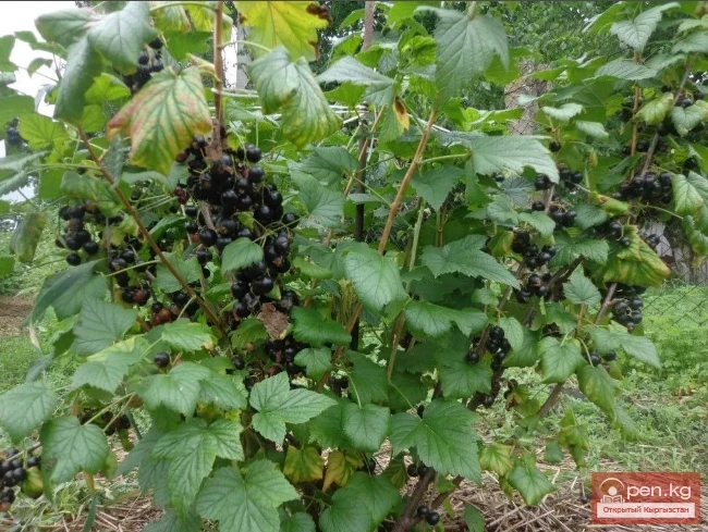 Фитонциддерди чыгарган өсүмдүктөр Кыргызстанда