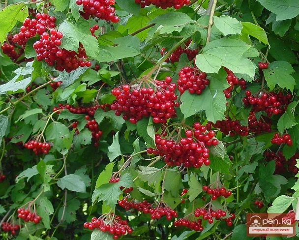 Фитонциддерди чыгарган өсүмдүктөр Кыргызстанда