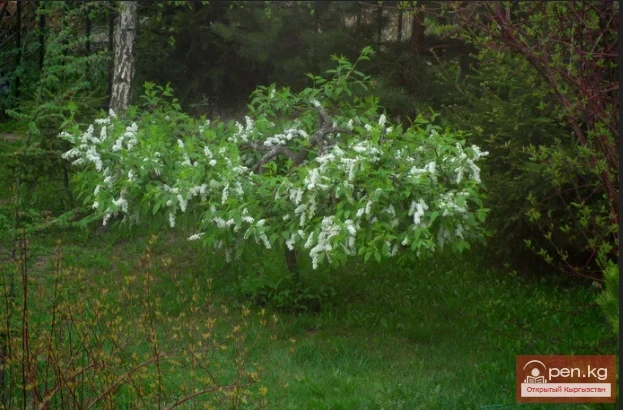 Фитонциддерди чыгарган өсүмдүктөр Кыргызстанда