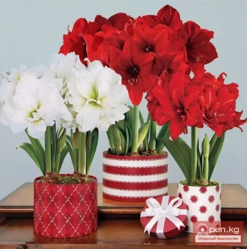 Фитонциддерди чыгарган өсүмдүктөр Кыргызстанда