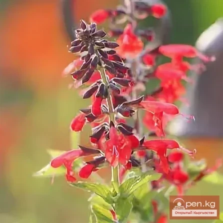 Фитонциддерди чыгарган өсүмдүктөр Кыргызстанда