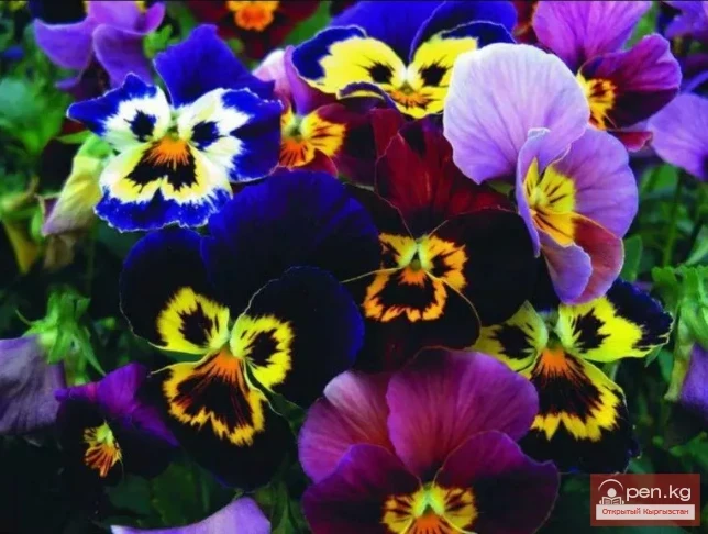 Фитонциддерди чыгарган өсүмдүктөр Кыргызстанда