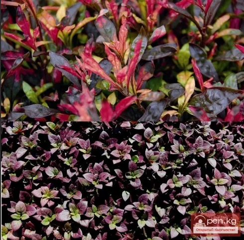 Фитонциддерди чыгарган өсүмдүктөр Кыргызстанда