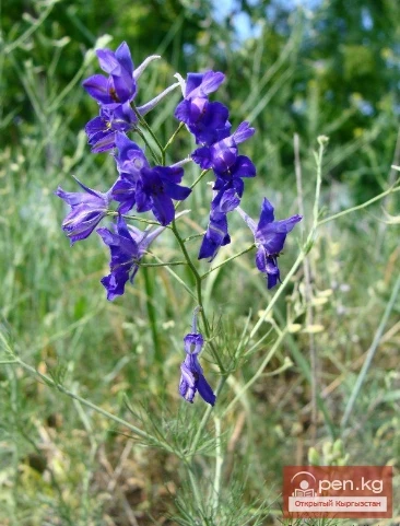 Фитонциддерди чыгарган өсүмдүктөр Кыргызстанда