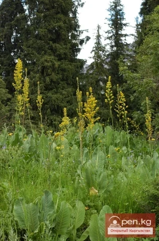 Фитонциддерди чыгарган өсүмдүктөр Кыргызстанда