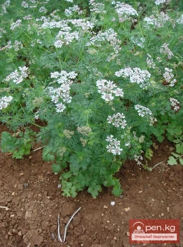 Essential oil plants of Kyrgyzstan