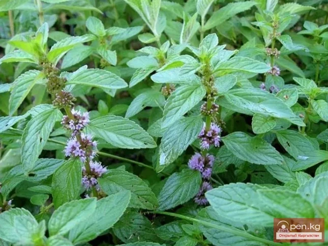 Essential oil plants of Kyrgyzstan