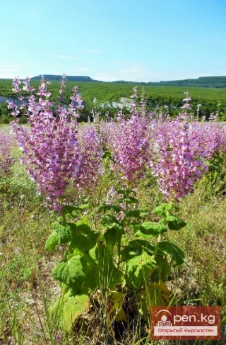 Essential oil plants of Kyrgyzstan