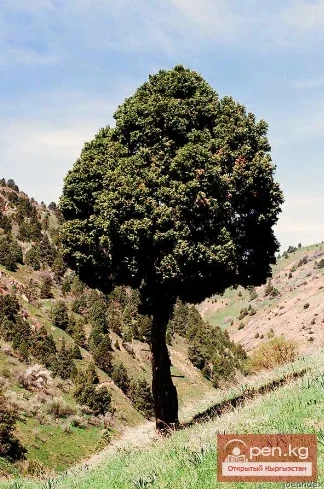 Essential oil plants of Kyrgyzstan