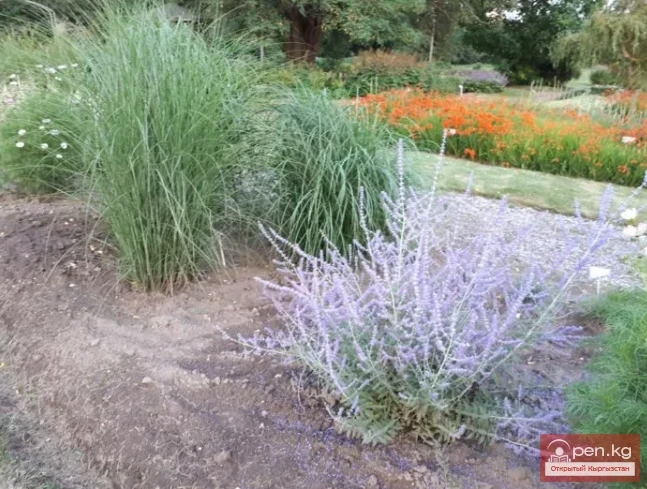 Essential oil plants of Kyrgyzstan