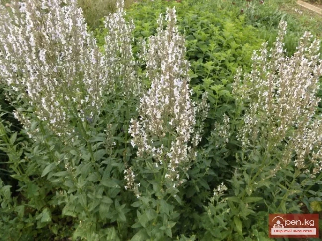 Essential oil plants of Kyrgyzstan