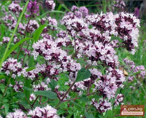 Essential oil plants of Kyrgyzstan