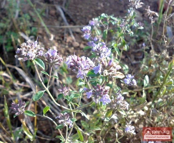 Essential oil plants of Kyrgyzstan