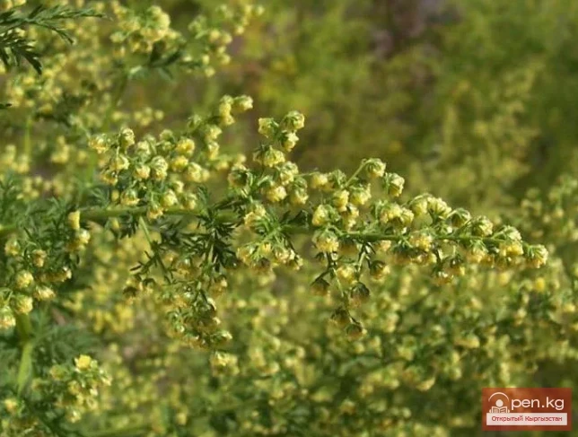 Essential oil plants of Kyrgyzstan