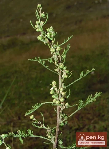 Essential oil plants of Kyrgyzstan
