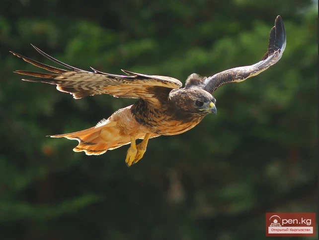 Common Buzzard - Common Buzzard