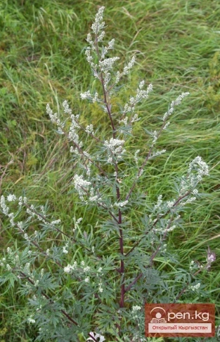 Saponin-containing plants of Kyrgyzstan