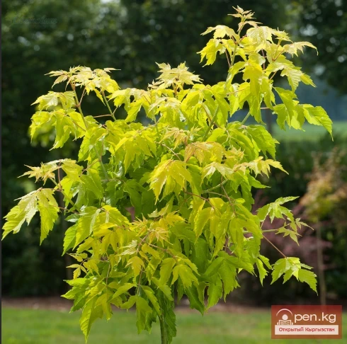 Saponin-containing plants of Kyrgyzstan