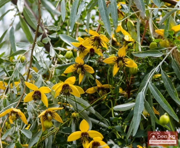 Saponin-containing plants of Kyrgyzstan